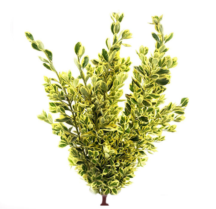شمشاد طلایی  Euonymus japonic Golden